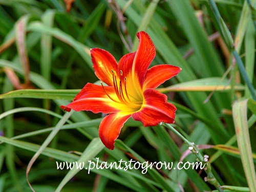 Red Flame Daylily
38 inches tall
5.25,  flame red blend with green and gold throat 
late
diploid
dormant
Woods, 1967